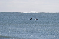 Dev. surfers